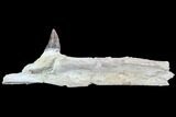 Fossil Primitive Whale (Basilosaur) Jaw Section - Morocco #89256-1